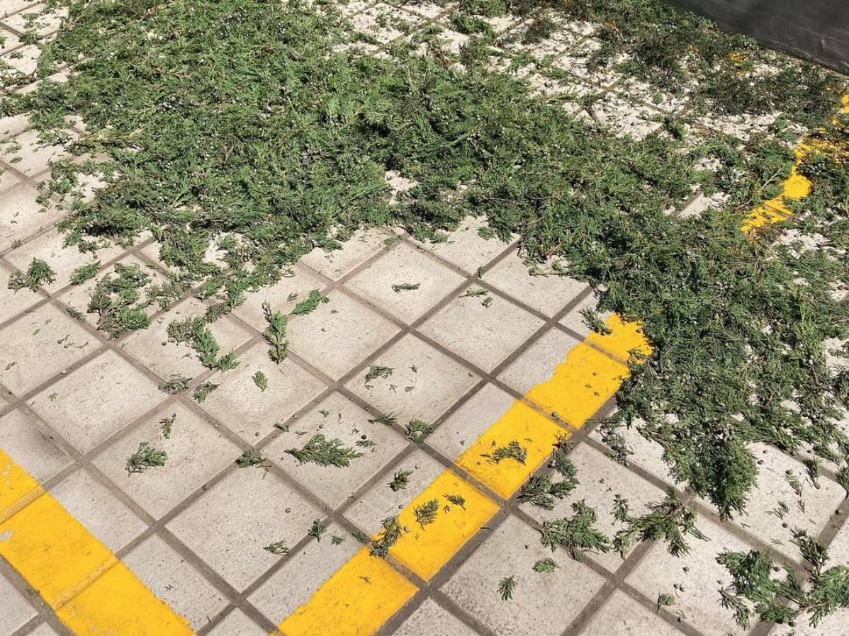 하얀 색 타일 바닥에 노란 주차 선이 그려져 있고 그 위에 잘린 소나무 잎이 떨어져 있다. 